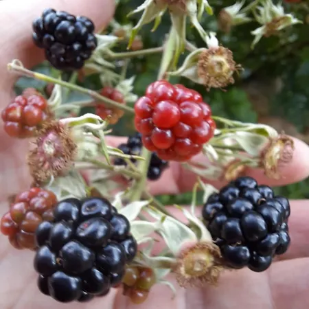 דירה Haus Traninger *