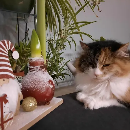 דירה Haus Traninger