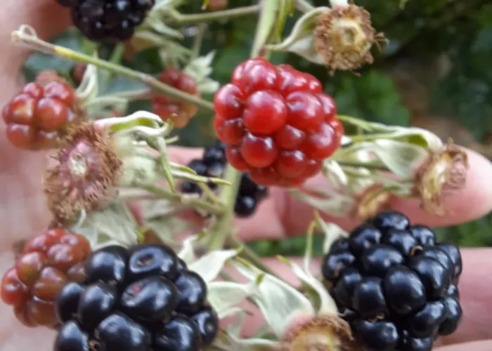 Apartment Haus Traninger *